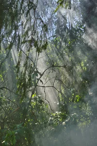 Ein Foto aufgenommen von Mark Niedermann von einem Wald in nebeliger Stimmung.