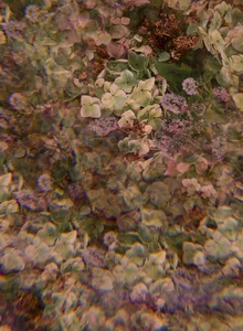 Ein Foto von verblühten Blumen.