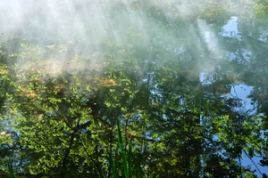 Ein Foto aufgenommen von Mark Niedermann von einem Wald in nebeliger Stimmung.